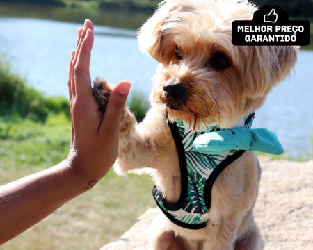 Sessão Fotográfica com Animal de Estimação c/ Opção Bolo Anos | 4 Locais à Escolha no Norte