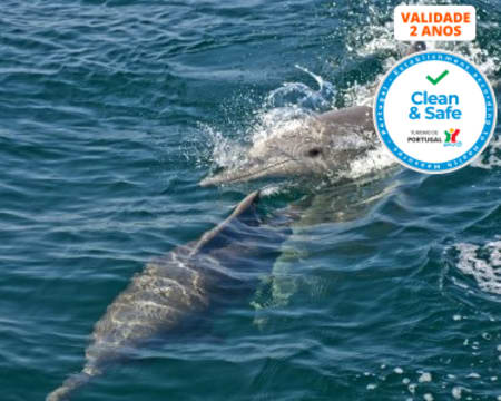 Passeio de Barco Rota dos Golfinhos para Dois | Sesimbra - Tróia | 2 Horas