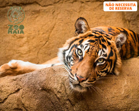 Zoo da Maia - Entrada de Adulto ou Criança | A Natureza e os Animais no Centro da Cidade do Porto!