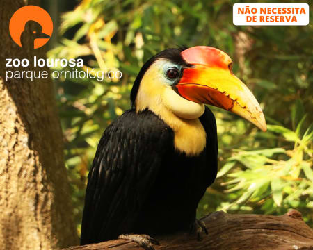 Zoo de Lourosa - O Único Parque Ornitológico do País | Entrada de Adulto ou Criança