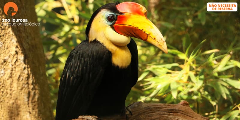 Zoo de Lourosa - O Único Parque Ornitológico do País! Entrada de Adulto ou Criança