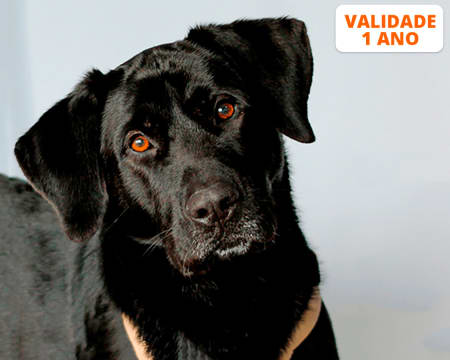 Sessão Fotográfica c/ o Seu Animal de Estimação - Estúdio ou Exterior | Porto