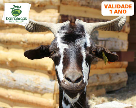 Já Reabriu! Entrada na Quinta Pedagógica Bambilocas c/ Alimentação de Animais | Bombarral