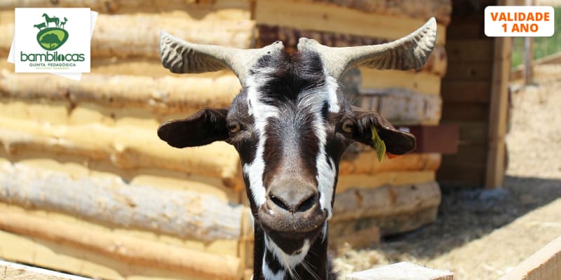 Entrada na Quinta Pedagógica Bambilocas c/ Alimentação de Animais | Bombarral