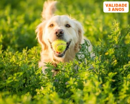 Curso de Cuidados e Procedimentos com Cães | Sociedade Digital | E-Learning 60 Dias Curso de Cuidados e Procedimentos com Cães | Sociedade Digital | E-Learning 60 Dias