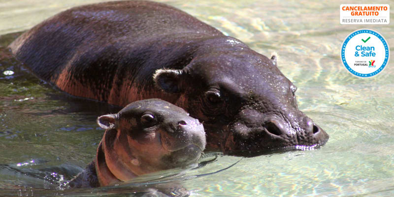 Rubens Hotels Royal Village 4* - Gaia | Estadia c/ Opção Jantar, Comboio Turístico e Zoo Santo Inácio