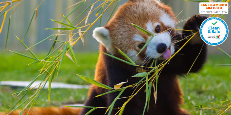 Rubens Hotels Royal Village 4* - Gaia | Estadia c/ Opção Jantar, Comboio Turístico e Zoo Santo Inácio