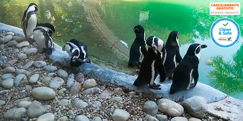 Rubens Hotels Royal Village 4* - Gaia | Estadia c/ Opção Jantar, Comboio Turístico e Zoo Santo Inácio