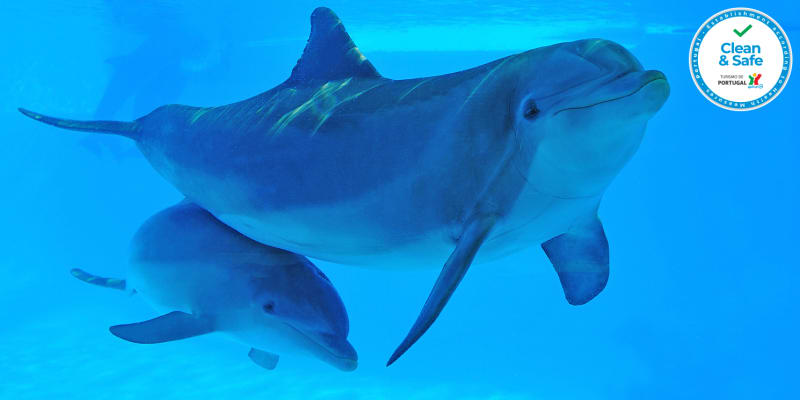 Zoomarine 2021 - Descubra o Mistério dos Oceanos em Família! Algarve