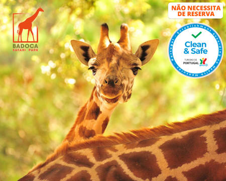 Dia Mágico na Natureza - Badoca Safari Park! Entrada de Adulto