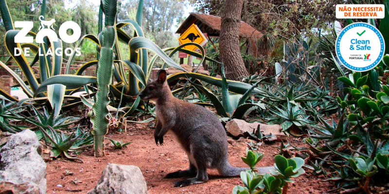 Zoo de Lagos | Aberto Todo o Ano! Entrada de Criança ou Adulto