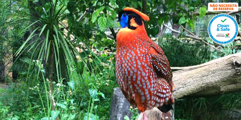 Zoo de Lagos | Aberto Todo o Ano! Entrada de Criança ou Adulto