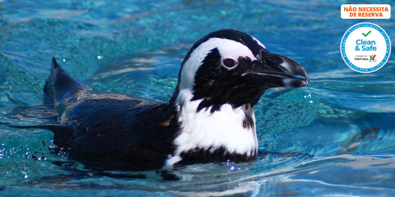 Zoo de Lagos | Aberto Todo o Ano! Entrada de Criança ou Adulto