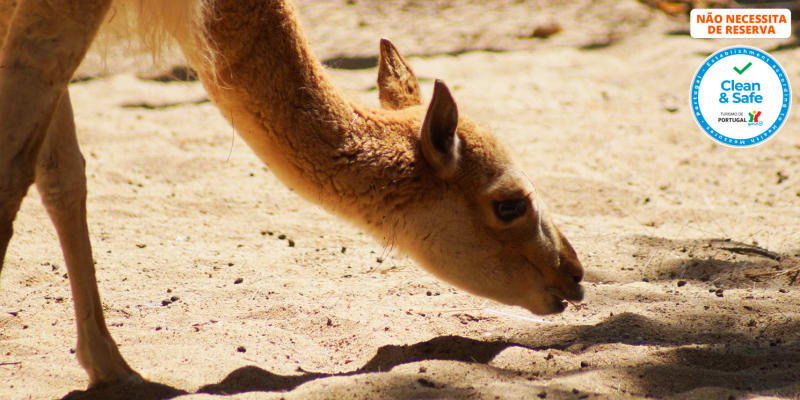 Zoo de Lagos | Aberto Todo o Ano! Entrada de Criança ou Adulto