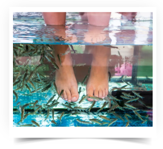 Ictioterapia com Peixes Garra Rufa  