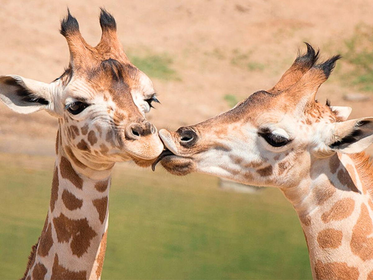 Jardim Zoológico: Guia Completo para as Famílias