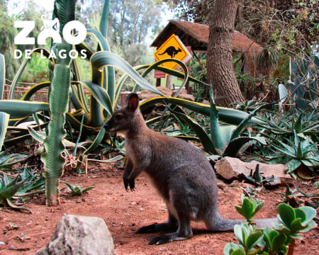 Zoo de Lagos | Entrada de 2 Adultos + 1 Criança Zoo de Lagos | Entrada de 2 Adultos + 1 Criança