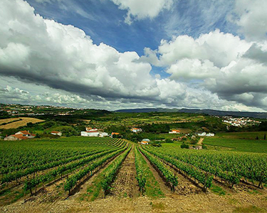 Visita à Vinha e Adega Quinta dos Capuchos com Prova de 5 Vinhos e Petiscos para 2 Visita à Vinha e Adega Quinta dos Capuchos com Prova de 5 Vinhos e Petiscos para 2