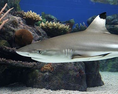 2 Entradas de Adulto + 2 Entradas de Criança no Sea Life 2 Entradas de Adulto + 2 Entradas de Criança no Sea Life