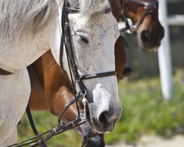 Passeio a Cavalo e Visita à Quinta Passeio a Cavalo e Visita à Quinta