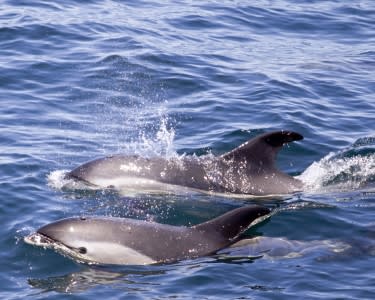 Passeio de Barco em Peniche com Observação de Golfinhos Passeio de Barco em Peniche com Observação de Golfinhos