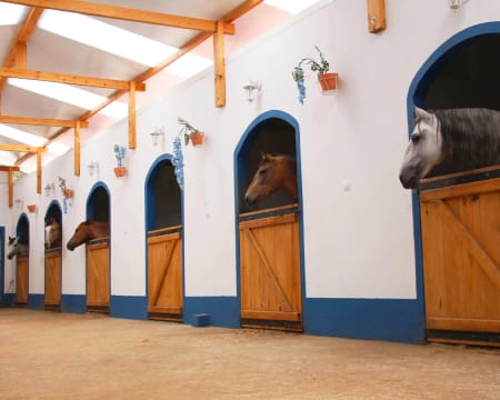 Aula de Volteio a Cavalo | Centro Hípico da Sobreda Aula de Volteio a Cavalo | Centro Hípico da Sobreda