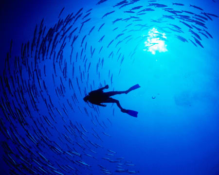 Baptismo de Mergulho no Mar - Try Scuba Diving | Mega Dive - Sesimbra Baptismo de Mergulho no Mar - Try Scuba Diving | Mega Dive - Sesimbra
