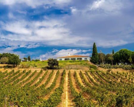 Monte do Pintor | Visita à Adega + Prova 3 Vinhos + Degustação Produtos Regionais Monte do Pintor | Visita à Adega + Prova 3 Vinhos + Degustação Produtos Regionais