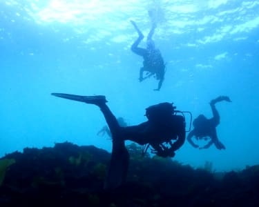 Odisseia Azul | Batismo de Mergulho em Sesimbra para 2 Odisseia Azul | Batismo de Mergulho em Sesimbra para 2