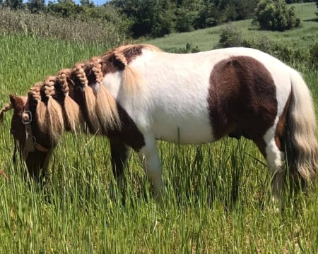 Passeio a Cavalo para Adulto e Passeio de Pónei para Criança Passeio a Cavalo para Adulto e Passeio de Pónei para Criança