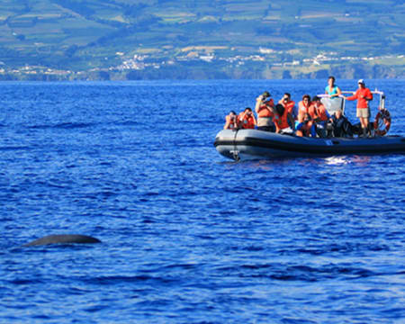 Observação de Baleias e Golfinhos nos Açores | Picos de Aventura Observação de Baleias e Golfinhos nos Açores | Picos de Aventura