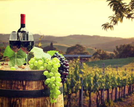 Visita à Adega + Prova de Vinhos c/ Degustação Regional | Casa Agrícola Nicolau - Lisboa Visita à Adega + Prova de Vinhos c/ Degustação Regional | Casa Agrícola Nicolau - Lisboa