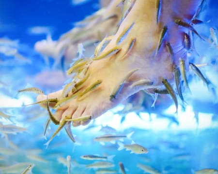 Fish Spa para 2 | SPA Zensation - Body & Soul Fish Spa para 2 | SPA Zensation - Body & Soul