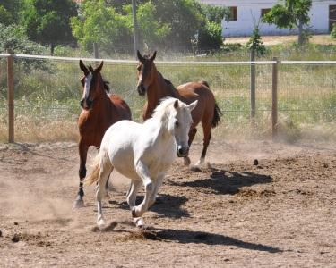 Baptismo Equestre Baptismo Equestre