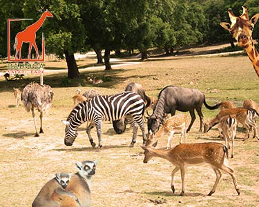 2 Entradas de Adulto no Badoca Safari Park 2 Entradas de Adulto no Badoca Safari Park
