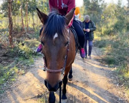 Passeio a Cavalo Junto ao Rio Criz | 1 ou 2 Pessoas | Quinta Lusitânia