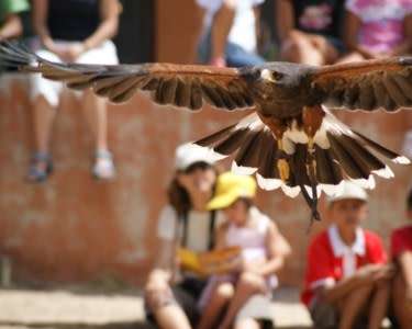 Experiência de Falcoaria | 1 Pessoa - 1h | Badoca Safari Park Experiência de Falcoaria | 1 Pessoa - 1h | Badoca Safari Park
