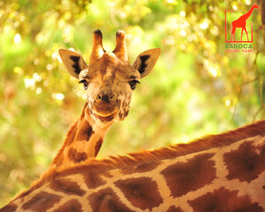 Interacção e Alimentação das Girafas | 1 Pessoa - 1h | Badoca Safari Park Interacção e Alimentação das Girafas | 1 Pessoa - 1h | Badoca Safari Park