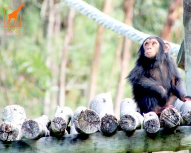 Safari VIP com Visita Guiada em Jipe Privado | 1 Pessoa | Badoca Safari Park Safari VIP com Visita Guiada em Jipe Privado | 1 Pessoa | Badoca Safari Park