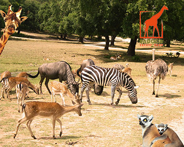 Dia Mágico na Natureza - Badoca Safari Park! Entrada de Adulto