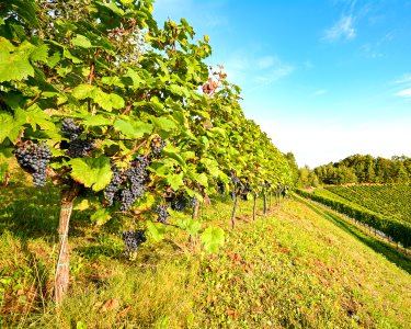 Prova de Vinhos, Azeite e Mel Prova de Vinhos, Azeite e Mel