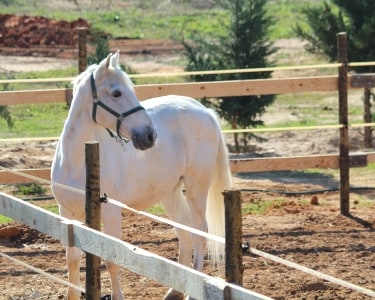 Experiência Equestre a 2 Experiência Equestre a 2