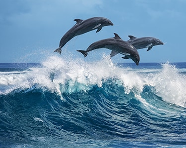 Passeio de Barco em Sesimbra com Rota Temática à Escolha | 1 ou 2 Pessoas