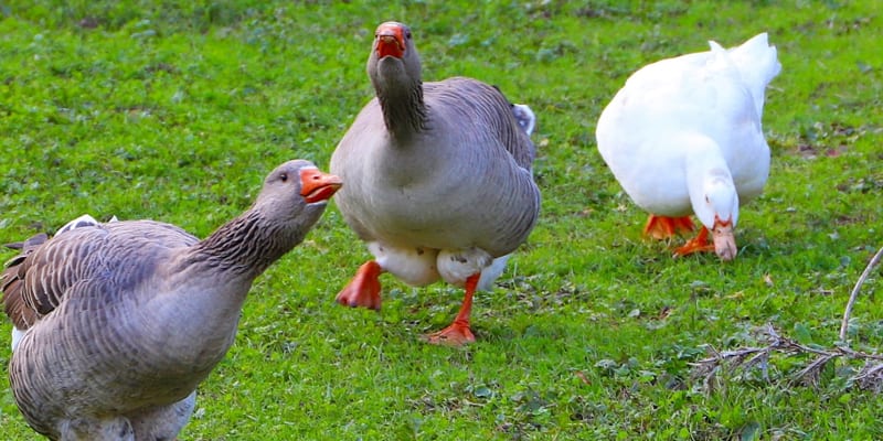 Visita à Quinta Pedagógica Armando Villar - Bilhete de Família + Lanche | Cascais