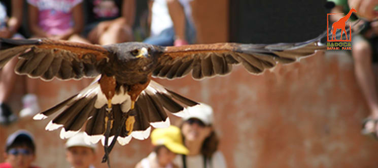 Experiência de Falcoaria + Visita ao Badoca Safari Park | Um Dia Fantástico na Natureza!