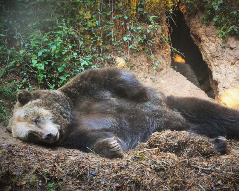 Moinho de Vento – Foto de Parque Biológico da Serra da Lousã