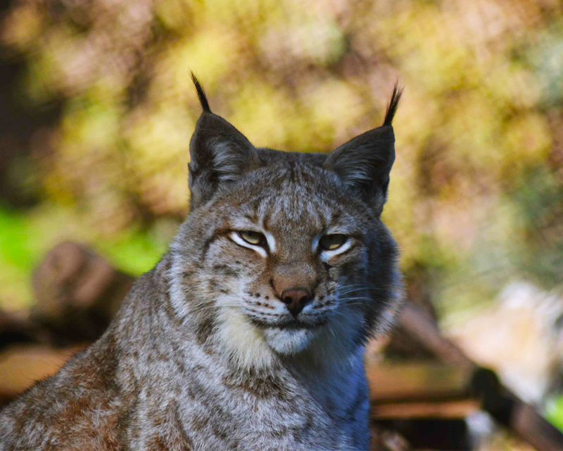 Moinho de Vento – Foto de Parque Biológico da Serra da Lousã