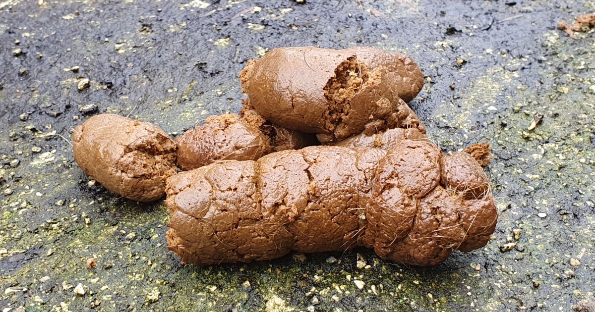 7 moyens de LUTTER contre les CROTTES de chien