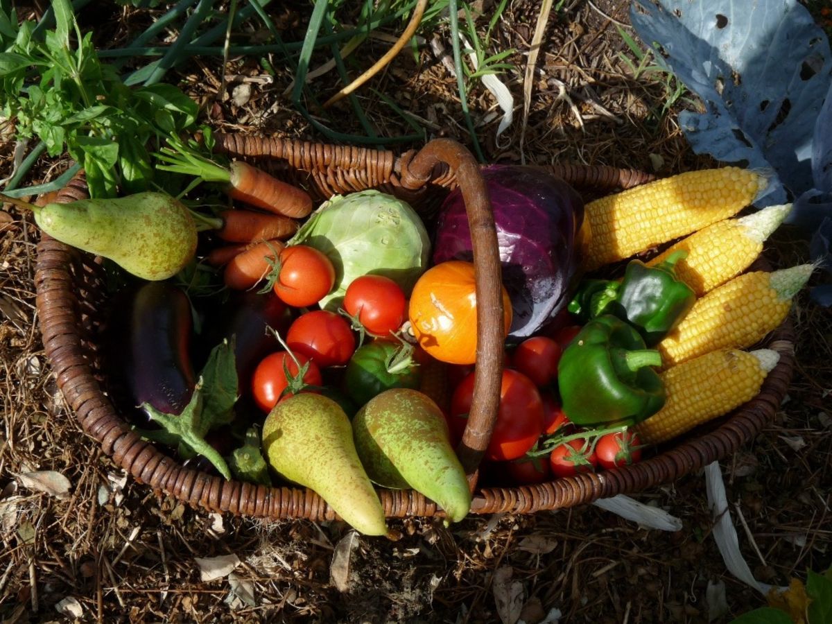 7 choses à faire en MAI dans votre JARDIN