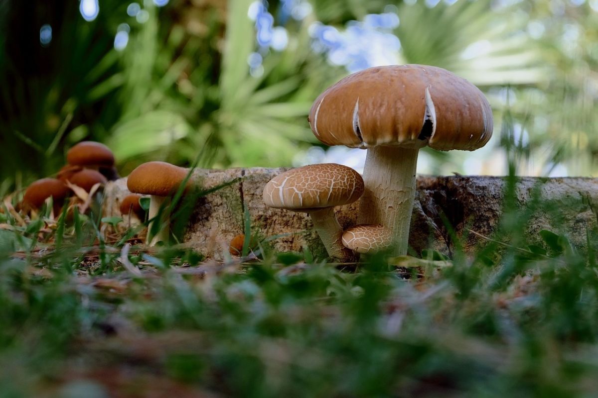 Quels sont les petits champignons qui poussent dans ma serre